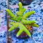 Preview: Anacropora Goldenrod